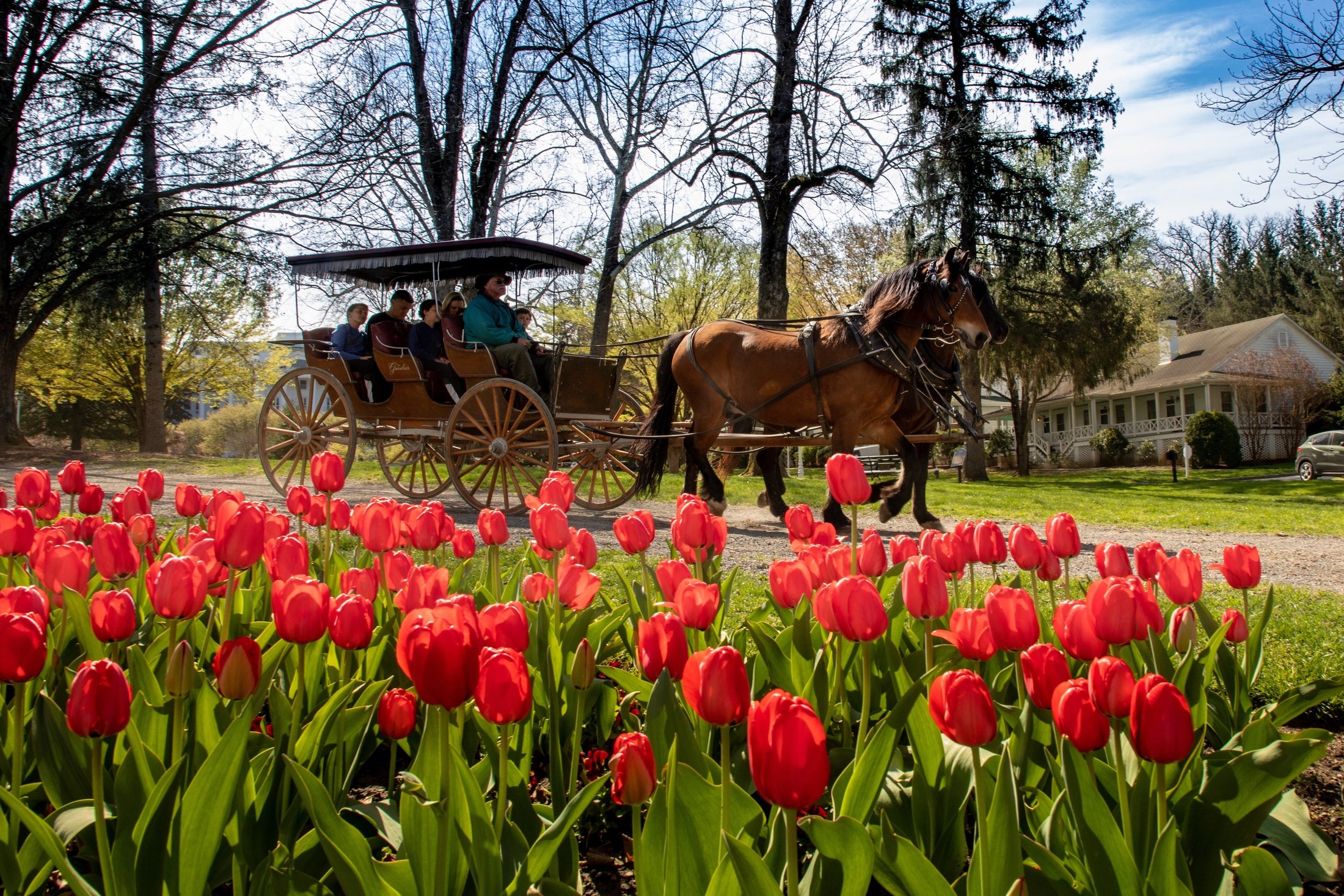 carriage-ride-with-tulips-in-garden